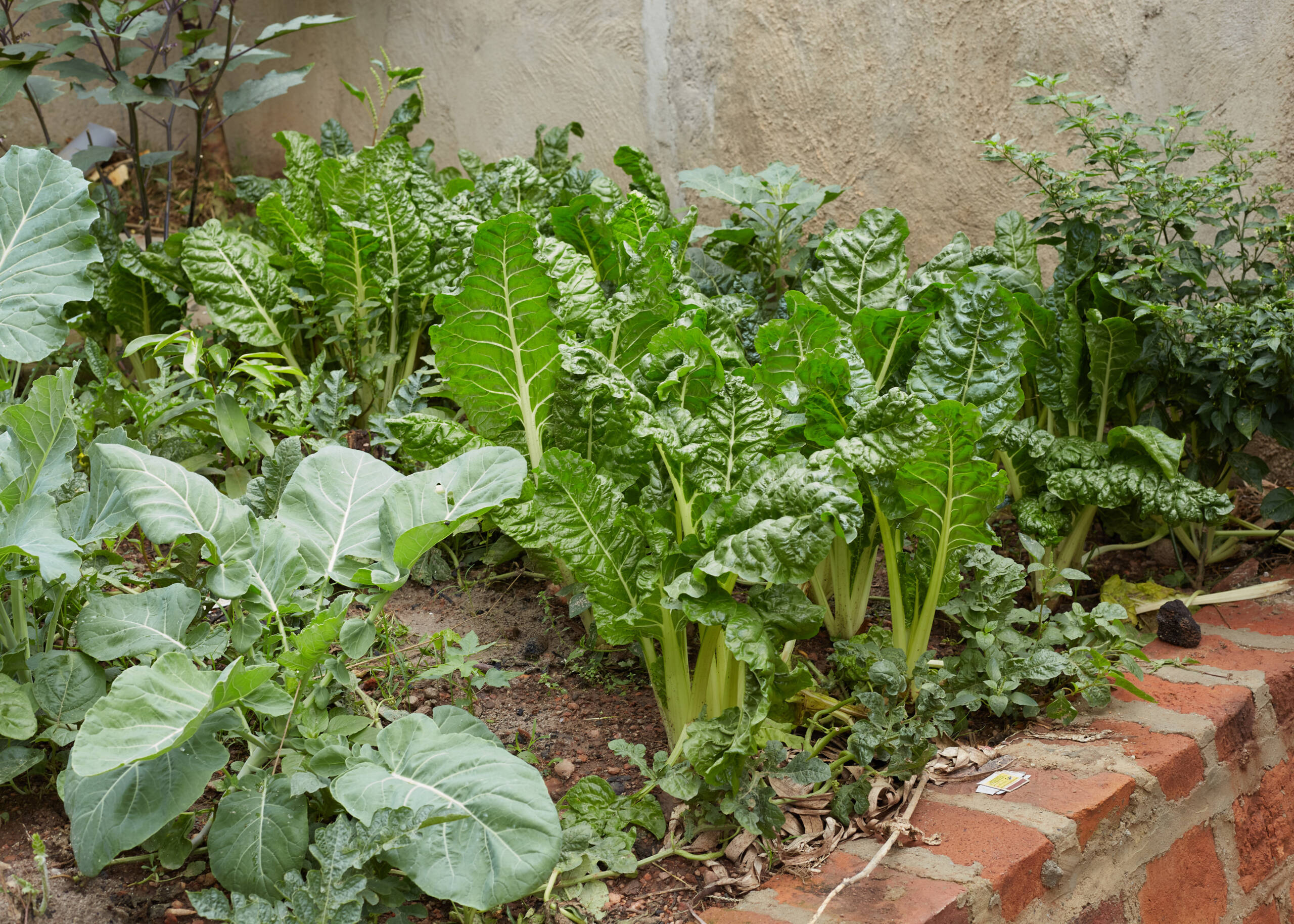 Integrated Bio-fertiliser Biopesticide